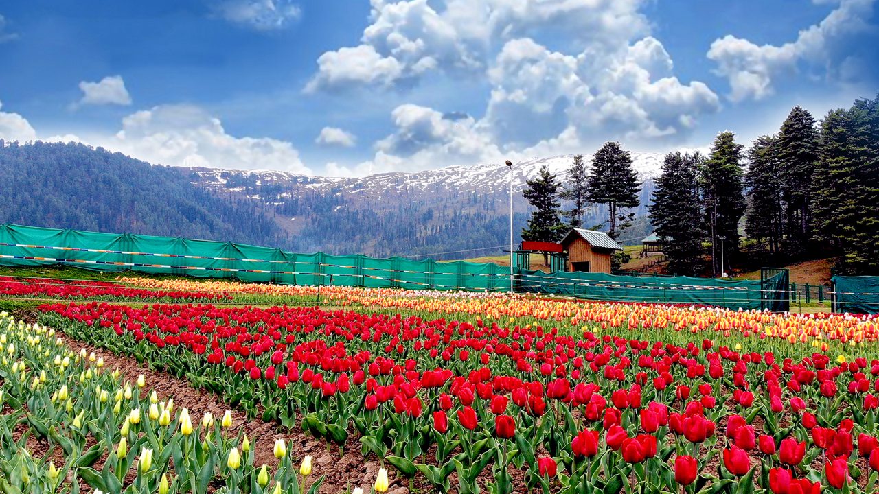 Kashmir